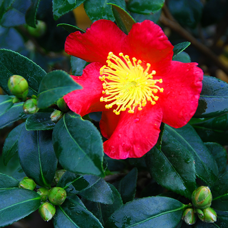 Camellia sasanqua 'Yuletide' Standard