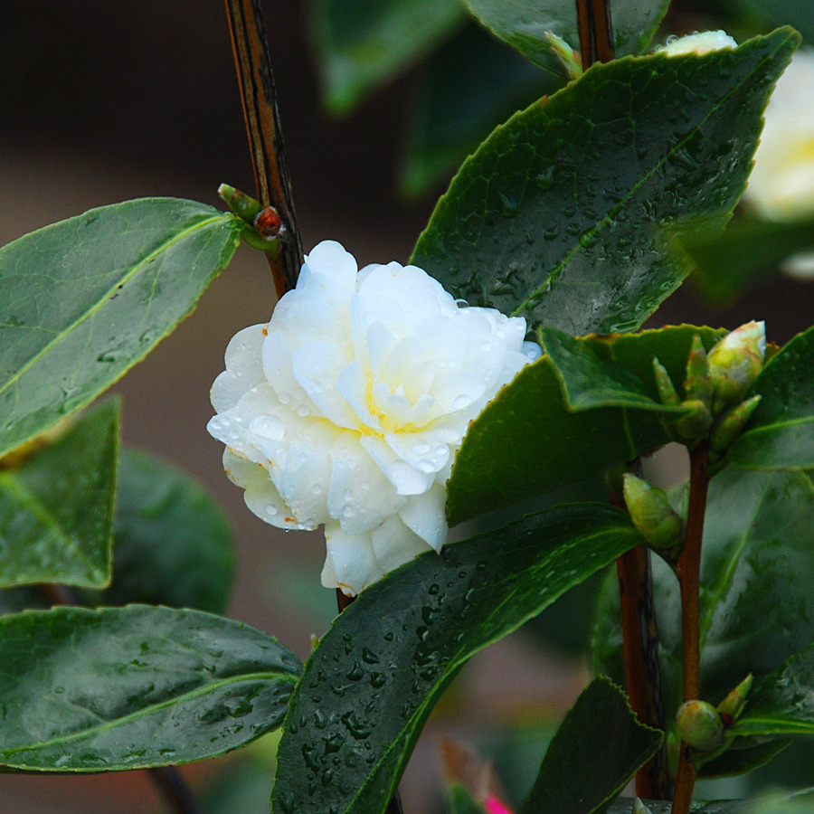 Camellia x 'Buttermint'