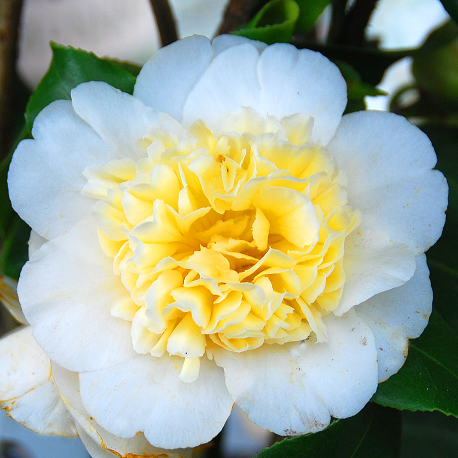 Camellia x williamsii 'Jury's Yellow'