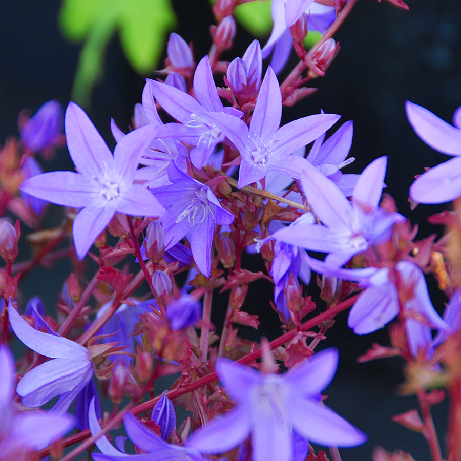 Campanula poscharskyana 'Blue Waterfall'