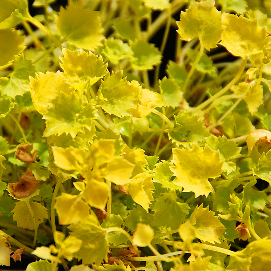 Campanula garganica 'Dickson's Gold'