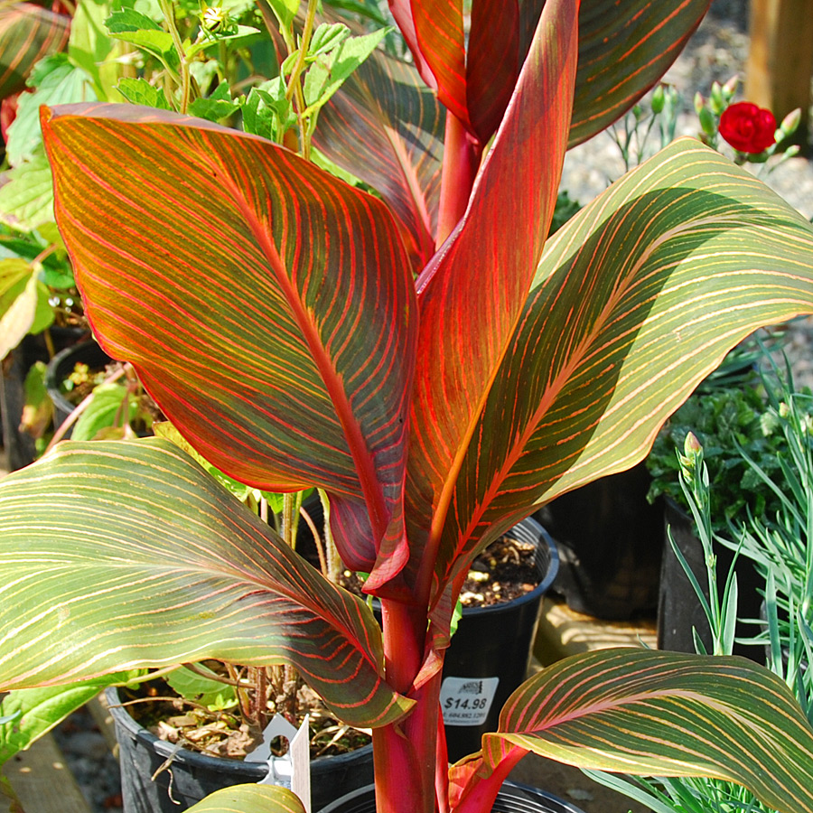 Canna Tropicanna 