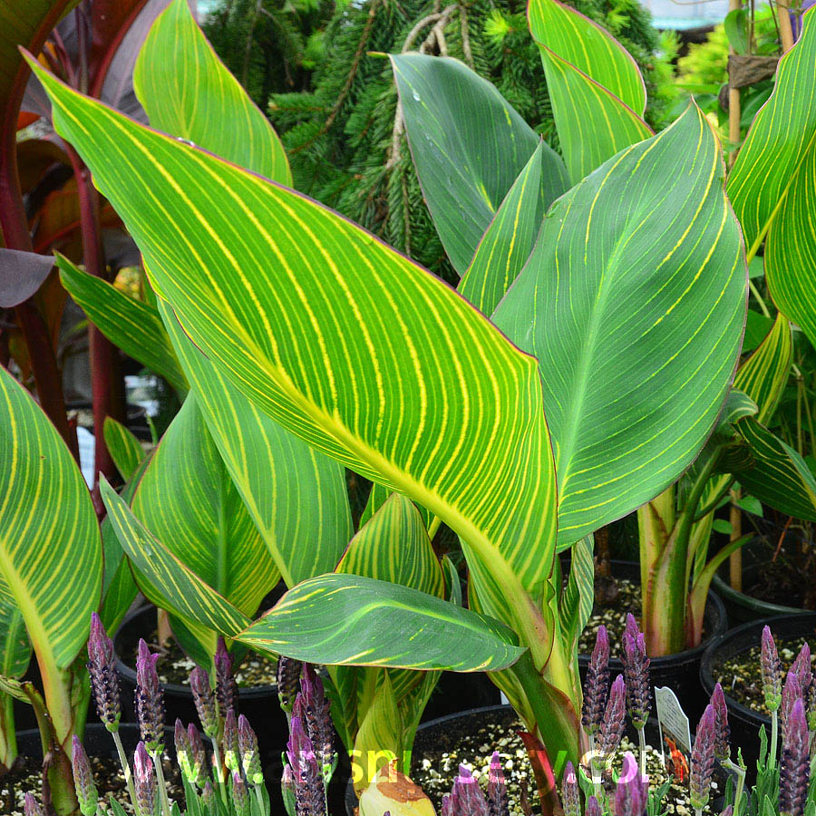 Canna 'Yellow King Humbert'