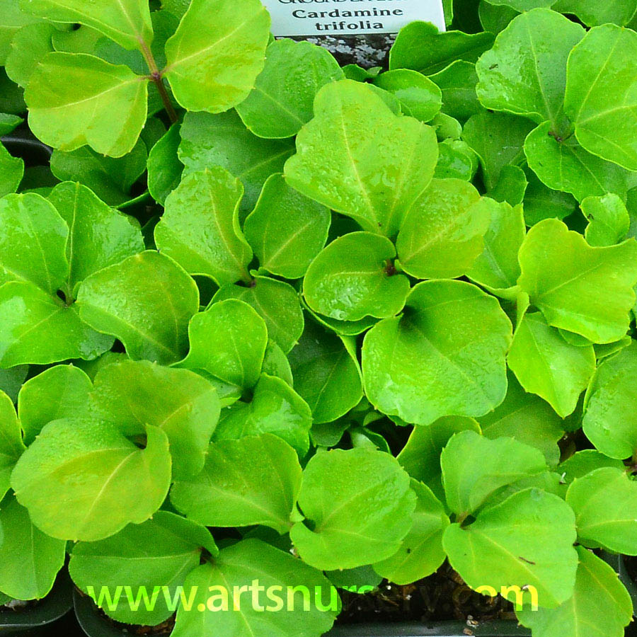 Cardamine trifolia