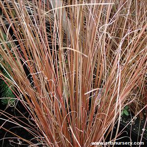 Carex buchanannii