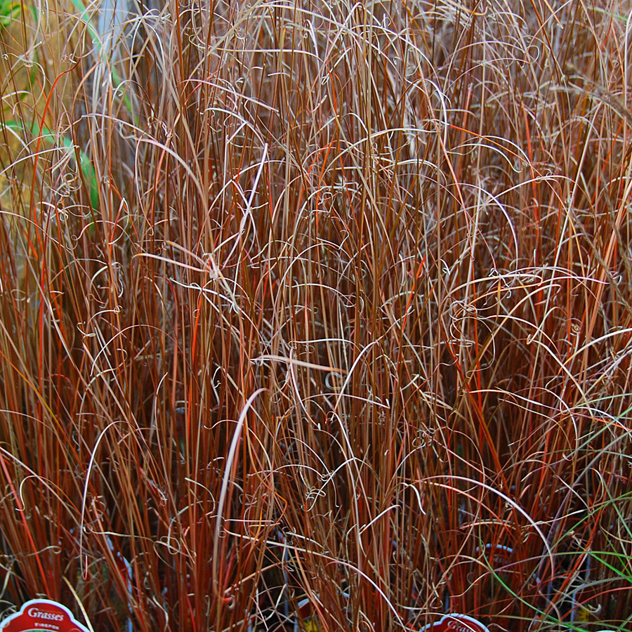 Carex conica 'Snowline'