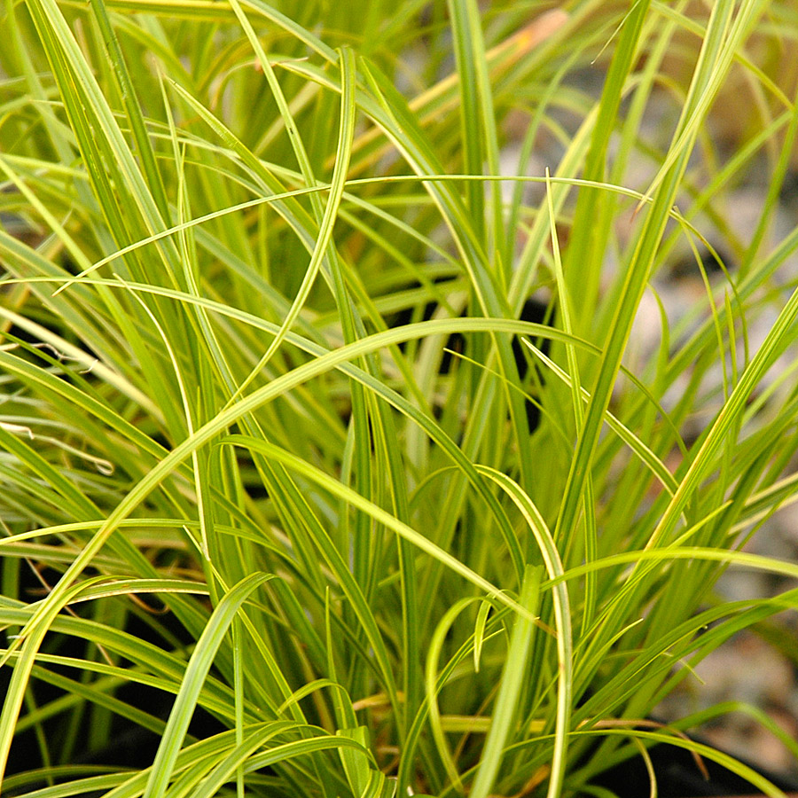 Carex dolichostachya 'Gold Fountains'