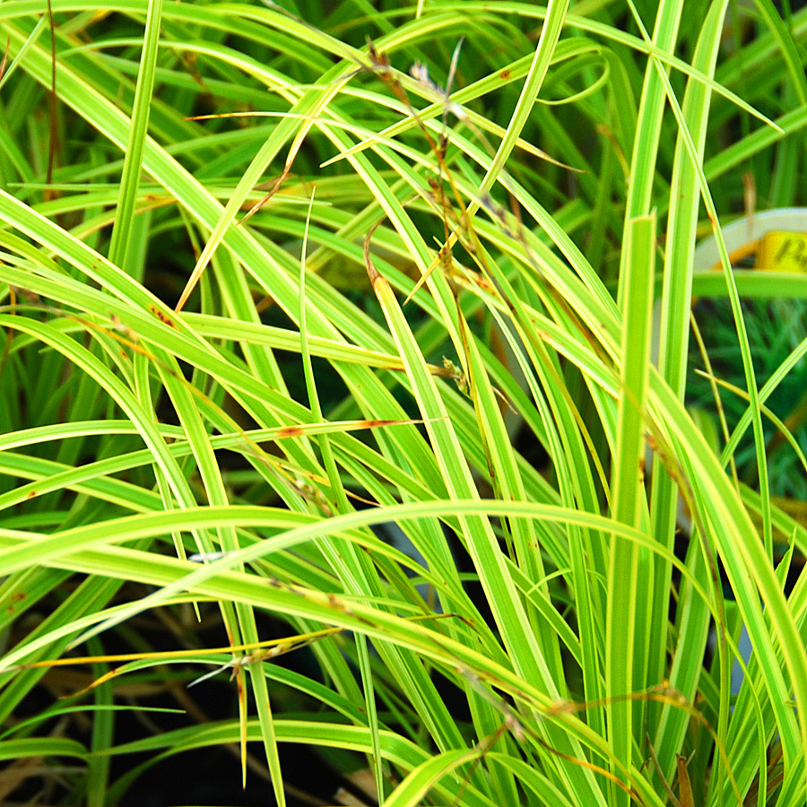 Carex dolichostachya 'Kaga nishiki'