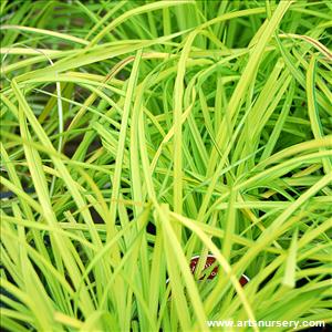 Carex Elata Bowles Golden