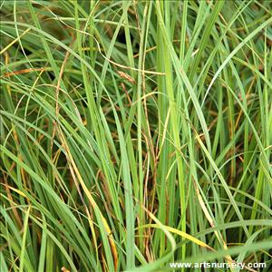 Carex glauca 'Blue Zinger'