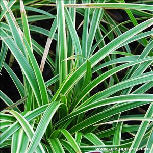 Carex morrowii 'Ice Dance'