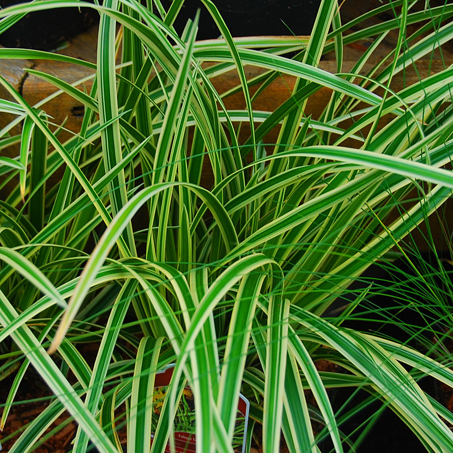 Carex morrowii 'Ice Ballet'