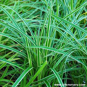 Carex morrowii 'Ice Dance'