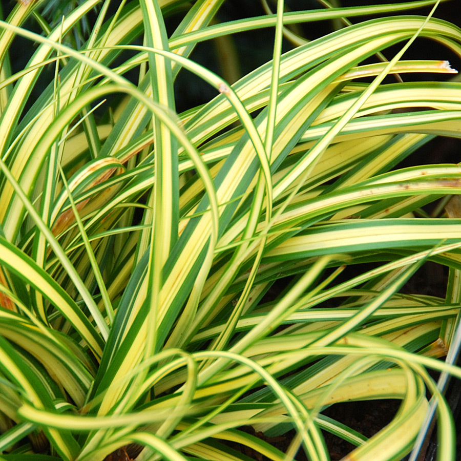 Carex oshimensis 'Evergold'