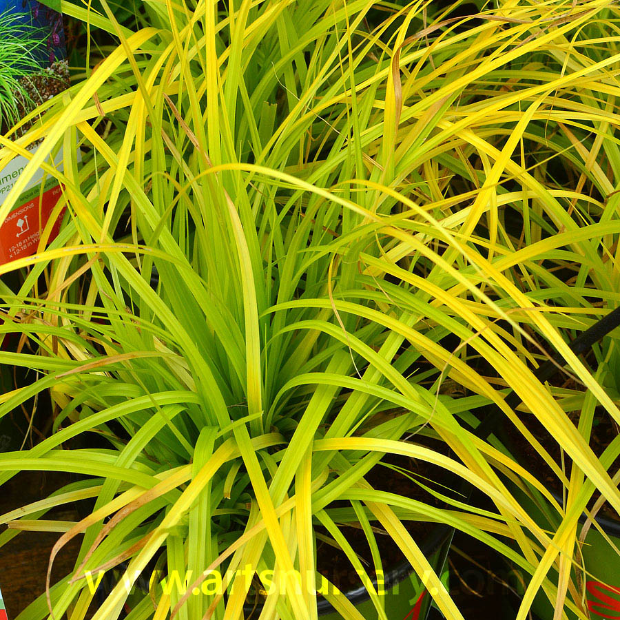 Carex oshimensis EverColor 'Everillo'