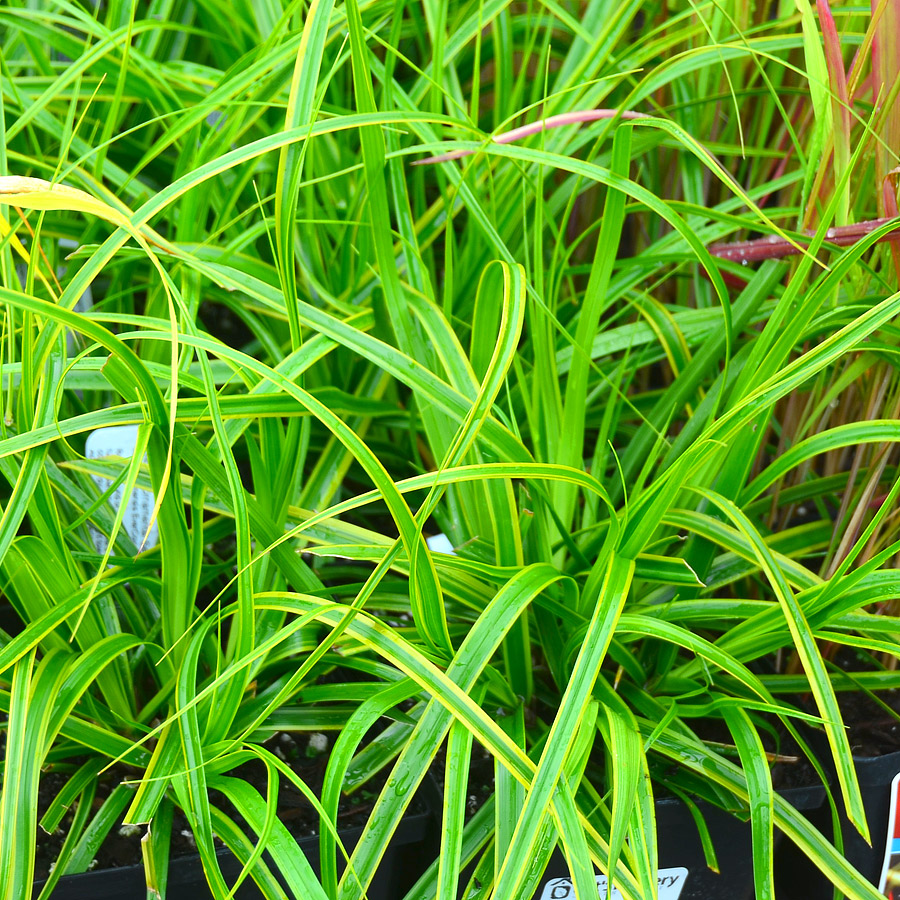 Carex oshimensis 'Everlime'