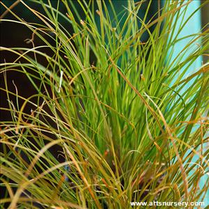 Carex testacea