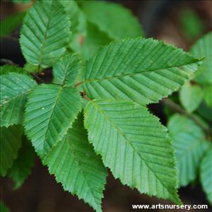 Carpinus betulus 'Frans Fontaine'