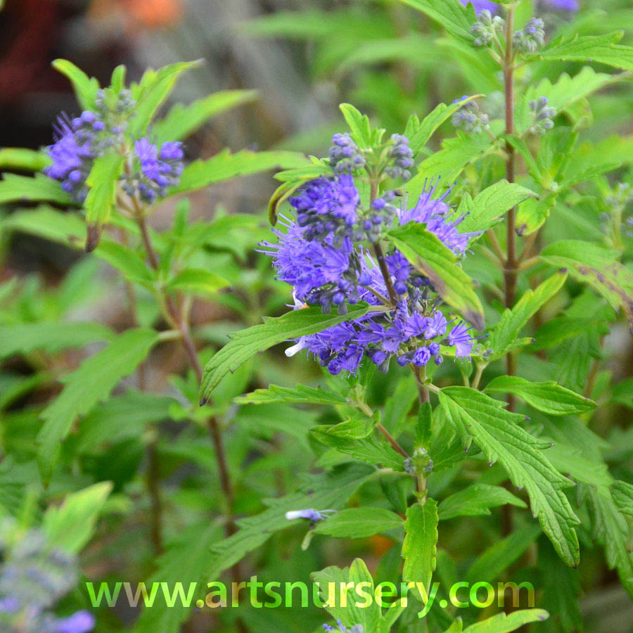 Caryopteris x clandonensis 'Korball' Blue Balloon