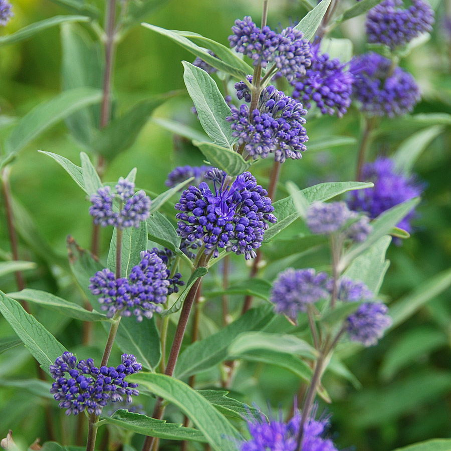 Caryopteris clandonensis 'Dark Knight'