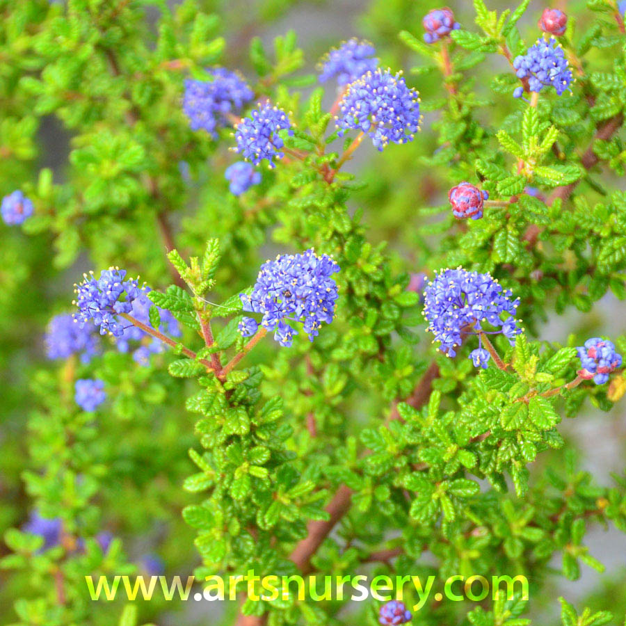 Ceanothus 'Dark Star'