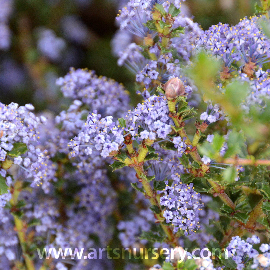 Ceanothus hybrid 'Tuxedo'