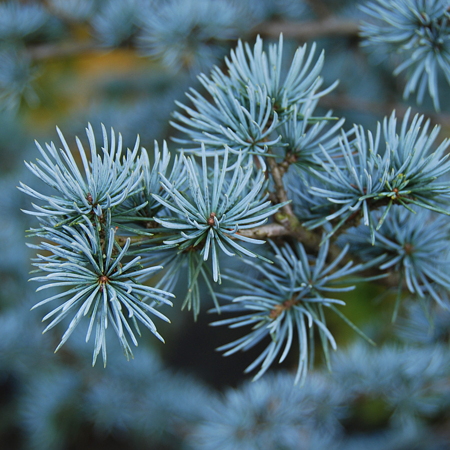 Cedrus atlantica 'Silberspitz' 