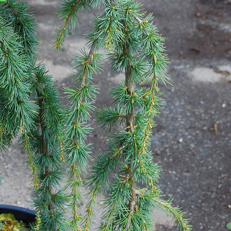 Cedrus atlantica glauca pendula 