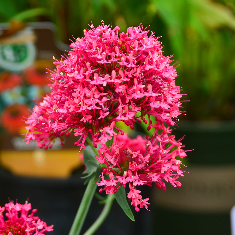 Centranthus ruber 'Coccineus'