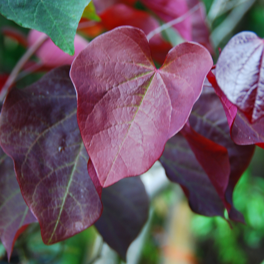 Cercis canadensis 'Forest Pansy'