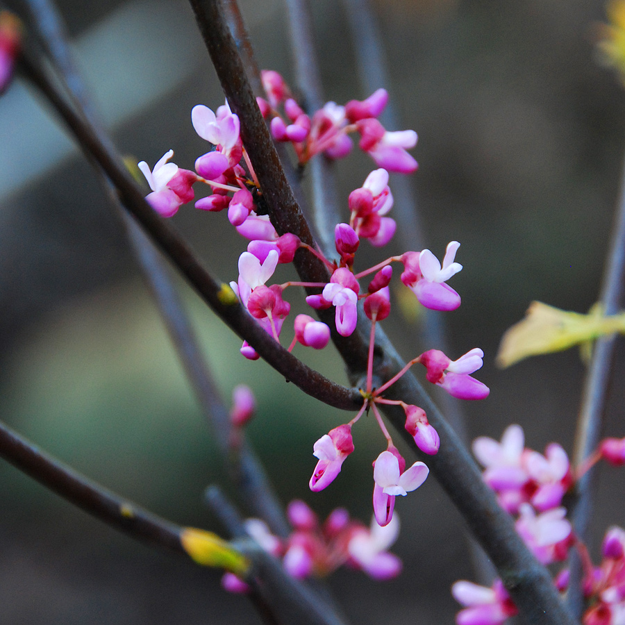 Cercis canadensis 'Hearts of Gold'