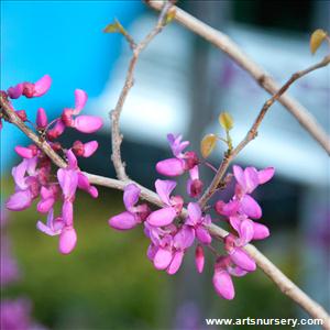 Cercis chinensis 'Avondale'