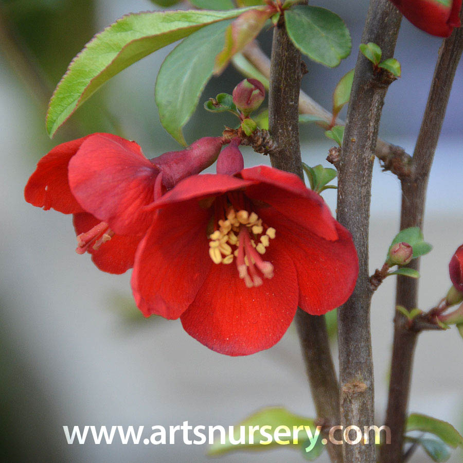 Chaenomeles speciosa 'Simonii'