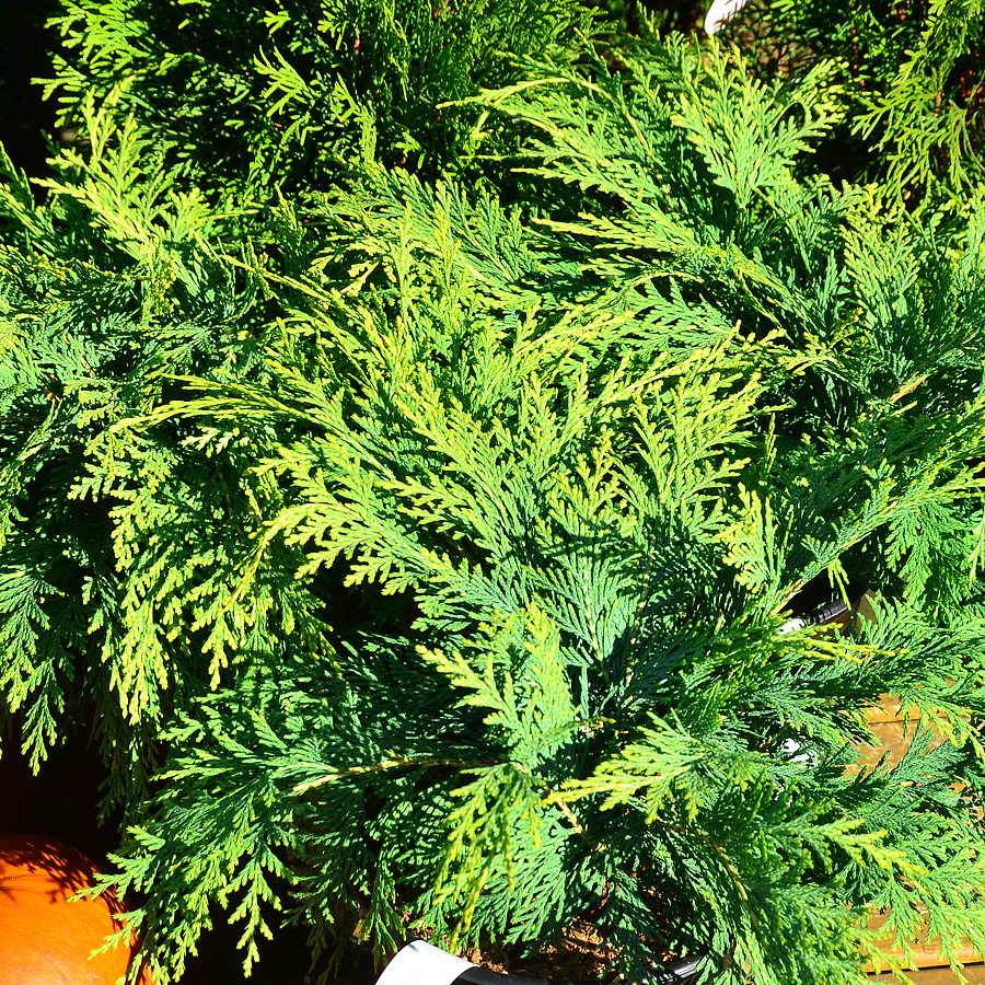 Chamaecyparis lawsoniana 'Aureomarginata'