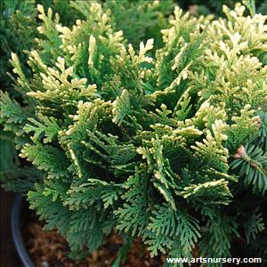 Chamaecyparis lawsoniana 'Pygmaea Argentea'