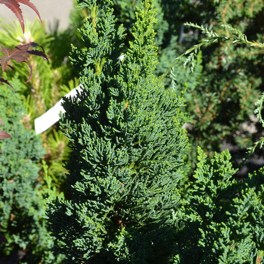 Chamaecyparis lawsoniana 'Wissel's Saguaro'