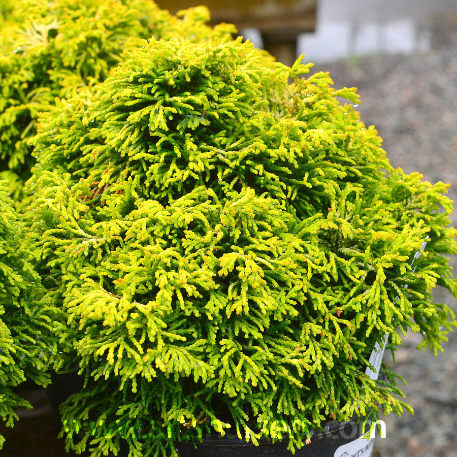 Chamaecyparis obtusa 'Butter Ball'