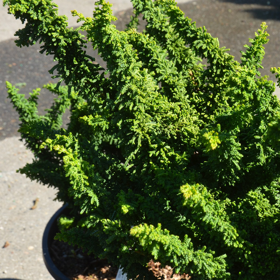 Chamaecyparis obtusa 'Chirimen'