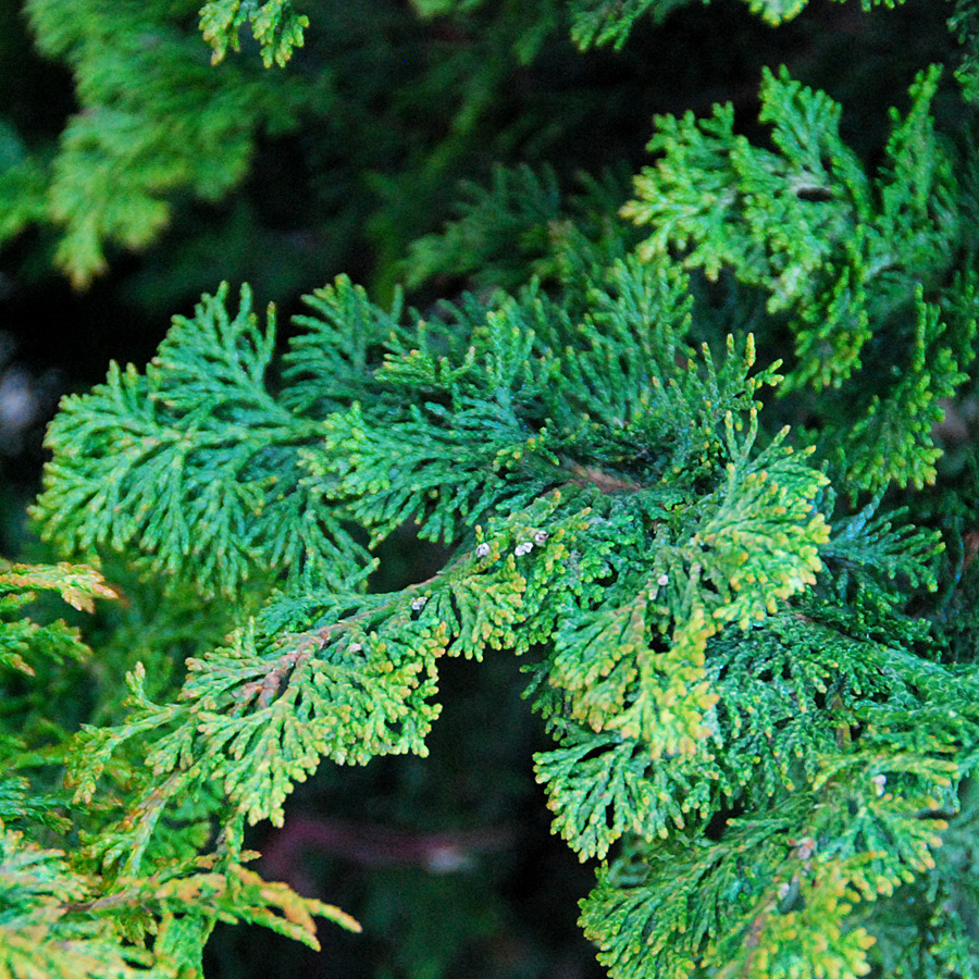 Chamaecyparis obtusa gracilis