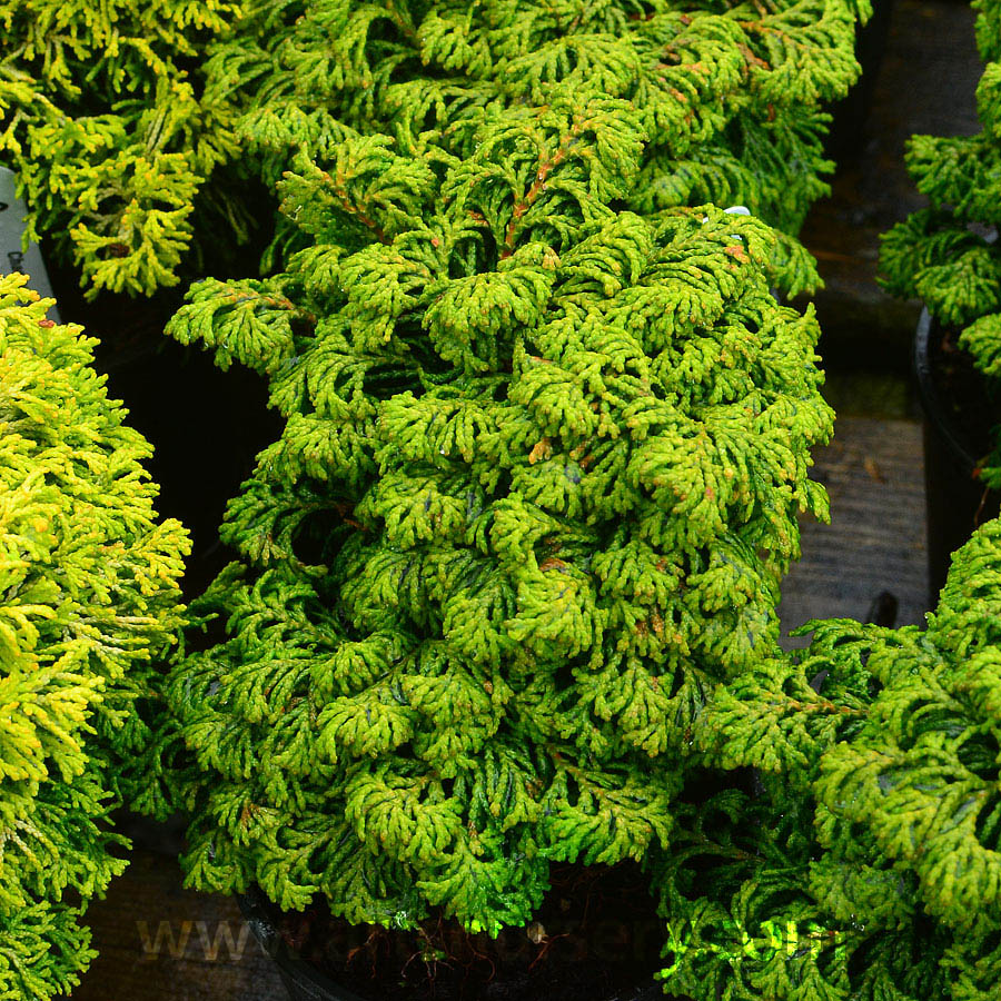 Chamaecyparis obtusa 'Little John'