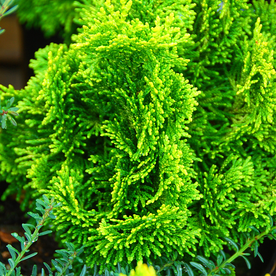 Chamaecyparis obtusa 'Nana Lutea'