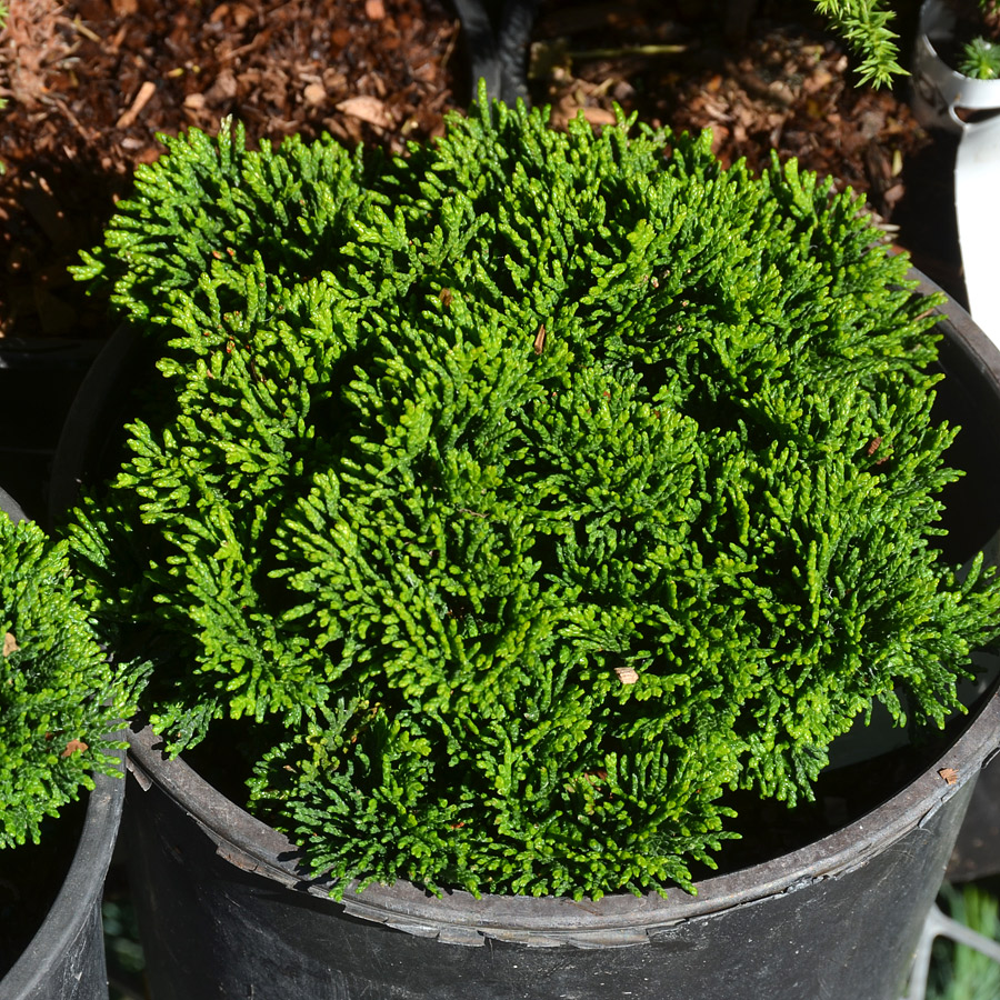 Chamaecyparis obtusa 'Sunny Swirl'