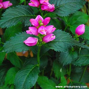 Chelone 'Hot Lips'