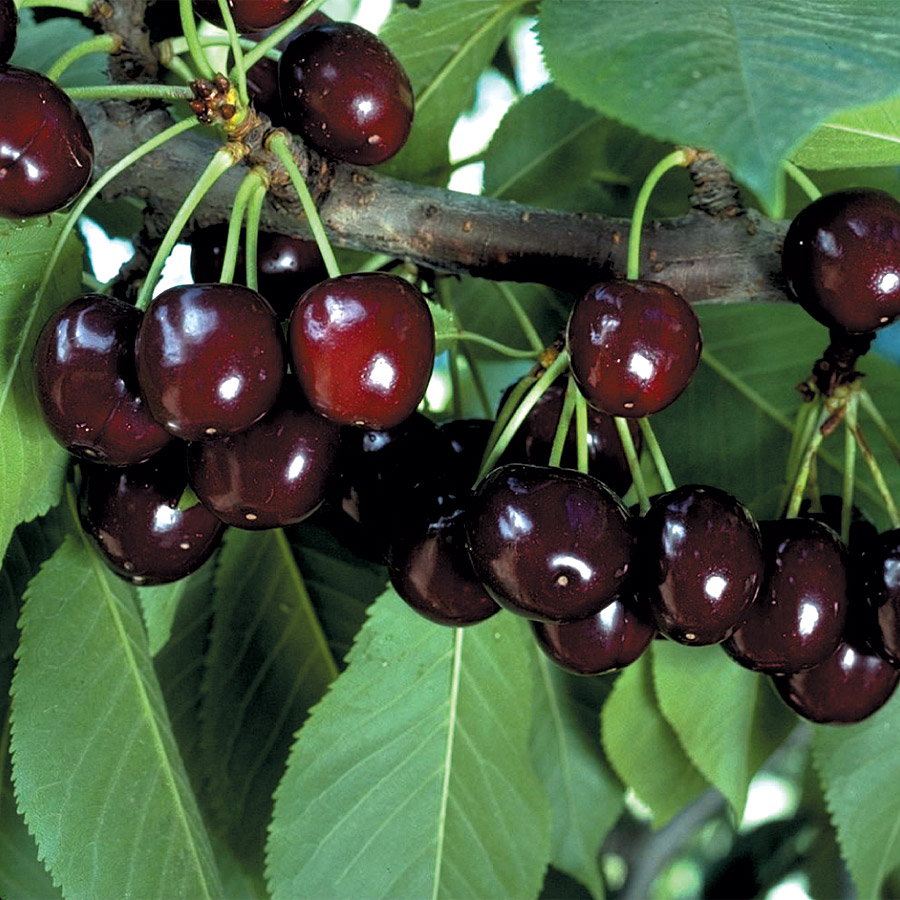 Cherry 'Bing'