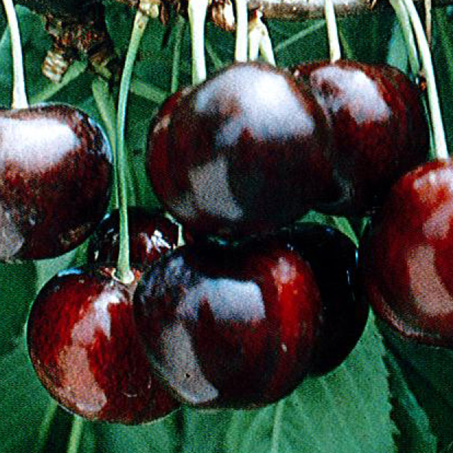 Cherry 'Glacier'