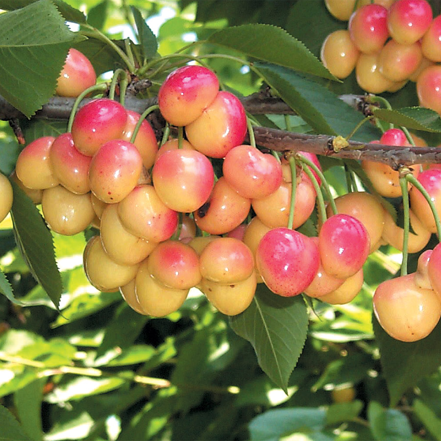 Prunus avium 'Sweetheart'