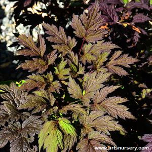 Cimicifuga ramosa 'Brunette'