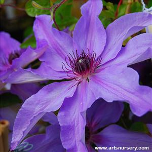 Clematis x 'Blue Ravine'