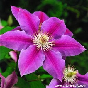 Clematis 'Carnaby'