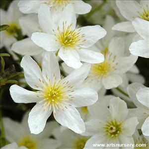 Clematis cartmanii 'Joe'